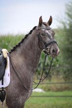 Prachtige KWPN Appaloosa STER merrie, Dieren en Toebehoren, Paarden, Merrie, Gechipt, Dressuurpaard, Zadelmak