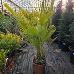 Chamaerops Humilis - Europese Dwergpalm, Minder dan 100 cm, Palmboom, Ophalen, Volle zon