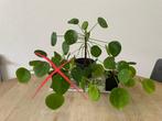 Pannekoekenplant (Pilea Peperomioides), Huis en Inrichting, Kamerplanten, Ophalen, Halfschaduw, Minder dan 100 cm