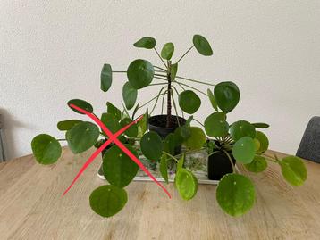 Pannekoekenplant (Pilea Peperomioides) beschikbaar voor biedingen