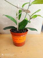 Hoya crassipetiilata pm 8 nummer H1113, Ophalen of Verzenden, Overige soorten, Minder dan 100 cm