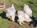 trio  jonge brahma kippen isabel, 2 hennen met 1 haan, Dieren en Toebehoren, Pluimvee, Meerdere dieren, Kip
