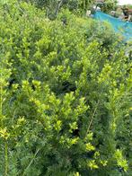 Taxus baccata 70/80 hoog, Tuin en Terras, Ophalen, Taxus