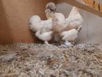 Tekoop 3 zijdehoenders kriel, Dieren en Toebehoren, Vrouwelijk, Kip
