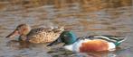 Siereenden, watervogels, Meerdere dieren, Eend