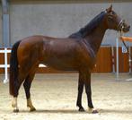 Talentvolle KWPN merrie 3 jaar, Merrie, Dressuurpaard, 3 tot 6 jaar