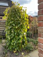 Mooie Moerbei Treurboom (2,5m) vol bessen!, Volle zon, Treurboom, Ophalen of Verzenden, Lente