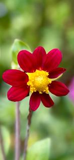 Dahlia 46, Ophalen, Zomer, Overige soorten, Volle zon