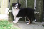 Raszuivere Black Tri Australian Shepherd pups, Dieren en Toebehoren, Honden | Herdershonden en Veedrijvers, Nederland, Reu, CDV (hondenziekte)