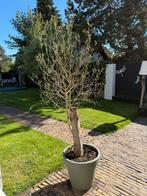 Olijfboom 200 cm inclusief pot, Ophalen of Verzenden, Volle zon, Olijfboom, 100 tot 250 cm