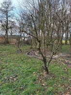 Diverse appel en perenbomen, Ophalen, Appelboom, Lente