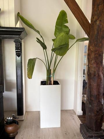 Strelitzia Nicolai 210cm incl plantenbak beschikbaar voor biedingen