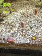 Gratis slakken, Dieren en Toebehoren, Vissen | Aquariumvissen, Slak of Weekdier, Zoetwatervis
