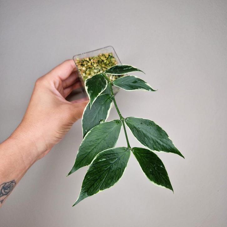 Hoya Polyneura Albo 1, Huis en Inrichting, Kamerplanten, Overige soorten, Minder dan 100 cm, Bloeiende kamerplant, Halfschaduw