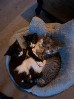 Lieve gezonden sociaal fles kittens echte knuffelbeertjes, Dieren en Toebehoren, Katten en Kittens | Overige Katten