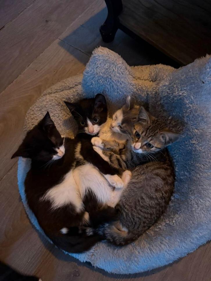 Lieve gezonden sociaal fles kittens echte knuffelbeertjes, Dieren en Toebehoren, Katten en Kittens | Overige Katten