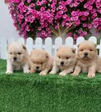 Chow Chow pups, Dieren en Toebehoren, Rabiës (hondsdolheid), 8 tot 15 weken, Eén hond, Nederland