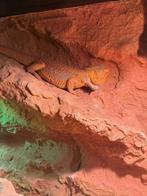 Baardagaam, Dieren en Toebehoren, Reptielen en Amfibieën, Hagedis, 0 tot 2 jaar