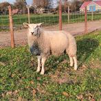 Ram ruilen tegen drachtige ooi, Dieren en Toebehoren, Schapen, Geiten en Varkens, Mannelijk, Schaap