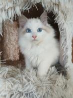 Ragdoll kittens, Dieren en Toebehoren, Katten en Kittens | Raskatten | Langhaar, Meerdere dieren, Gechipt, 0 tot 2 jaar