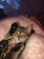 Goed huisje  gezocht voor Molly (6jaar), Dieren en Toebehoren, Katten en Kittens | Overige Katten, Poes, 6 jaar of ouder