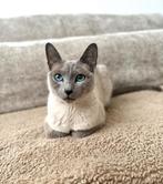Blauwe rus - Blue Point poes met stamboom, Dieren en Toebehoren, Katten en Kittens | Raskatten | Korthaar, Poes, Met stamboom