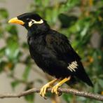 Handtamme middelbeo, Dieren en Toebehoren, Geslacht onbekend, Tropenvogel, Geringd