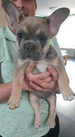 Franse bulldog 11 weken oud, Reu, 8 tot 15 weken, Bulldog, Eén hond