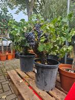 Oude druif dikke stam / Vitis Vinifera vol met druiven, 100 tot 250 cm, Zomer, Palmboom, Ophalen