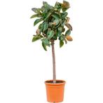 Ficus Elastica 'robusta' - Rubberplant g19518, Ophalen of Verzenden