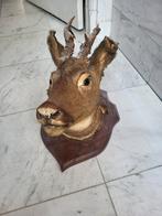 Vintage opgezet hertekop met gewei  ree taxidermie op schild, Ophalen of Verzenden, Zo goed als nieuw, Hert, Gewei of Kop