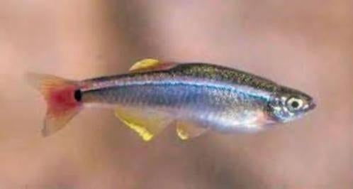 Chinese Danio - Tanichthys Albonubes - Koidream Valburg, Dieren en Toebehoren, Vissen | Aquariumvissen, Vis, Zoetwatervis