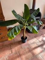 Bananenplant musa, Ophalen of Verzenden, Halfschaduw, Minder dan 100 cm