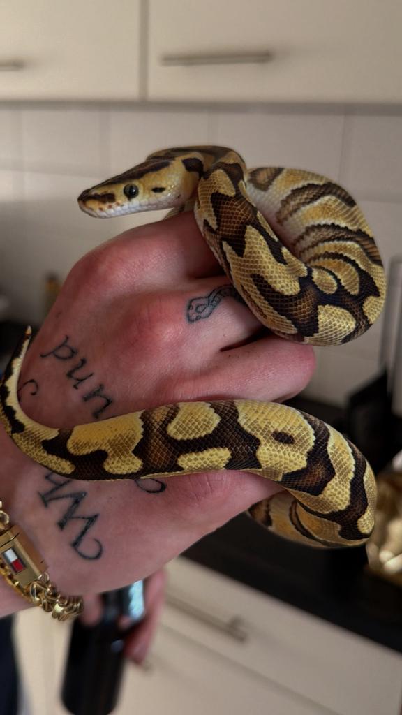 Ball python Ball Python - unknown for sale from zoetjeloetje079