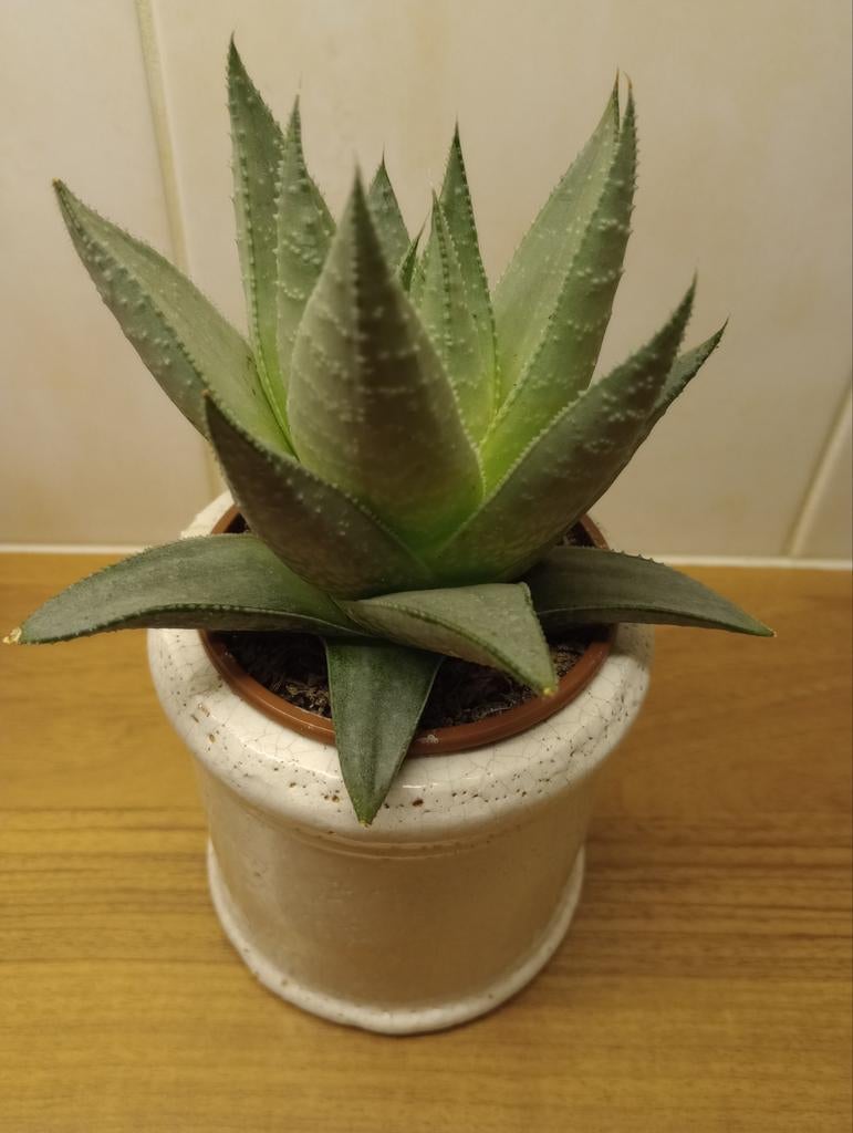 Aloë Vera, Huis en Inrichting, Kamerplanten, Ophalen, Halfschaduw, Minder dan 100 cm