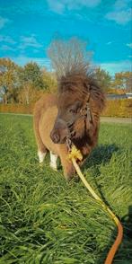 Te koop lief, bont shetlander hengstje!, Dieren en Toebehoren, Pony's, Met stamboom, 0 tot 2 jaar, Hengst, A pony (tot 1.17m)