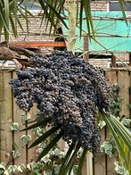 Trachycarpus Fortunei Zaden - Winterharde Palmboom Zaden, Ophalen of Verzenden, Gehele jaar, Volle zon, Zaad