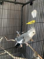 Parkiet, Dieren en Toebehoren, Vogels | Parkieten en Papegaaien, Mannelijk, Parkiet