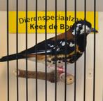 Kastanjeruglijster man, Dieren en Toebehoren, Mannelijk, Geringd