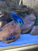 Cynotilapia rhoadesii malawi, Vis