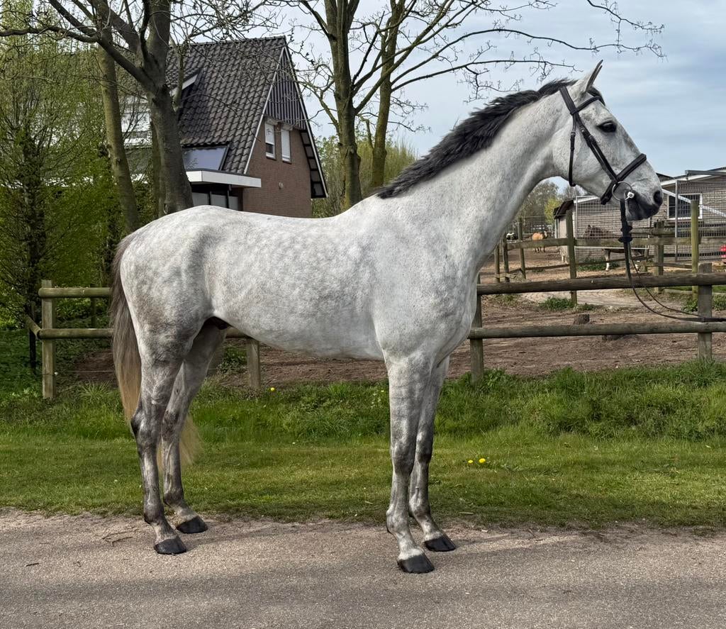 Allround ruin, Dieren en Toebehoren, Ruin, Dressuurpaard, 3 tot 6 jaar