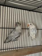 Twee lovebirds (agapornissen), Meerdere dieren, Dwergpapegaai of Agapornis