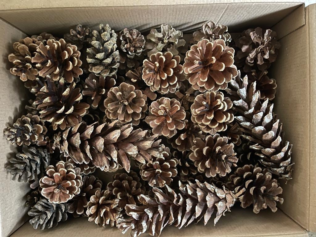 50 Exclusieve Dennenappels Nieuw, Ophalen of Verzenden, Nieuw