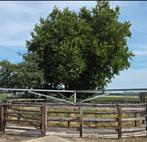 Gezellige pensionstal heeft stallen vrij, Weidegang