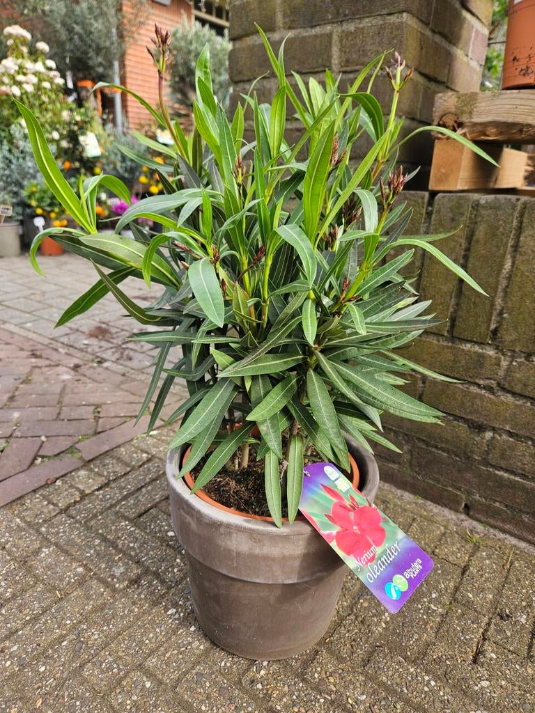 Oleanders 4 maten vanaf 17,95, Ophalen of Verzenden, Overige soorten, Volle zon