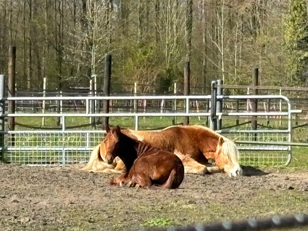 Tijdelijke opfokplaats voor jonge ruin aangeboden, Dieren en Toebehoren, Weidegang