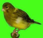 Te koop prachtige Five fancy kanaries, Dieren en Toebehoren, Vogels | Kanaries, Meerdere dieren, Kleurkanarie