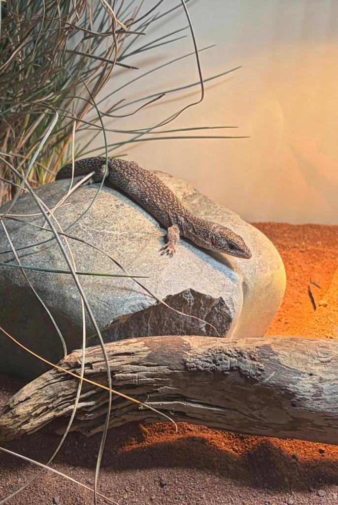 Varanus Primordius, 0 tot 2 jaar