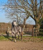 Brave merrie met potentie voor fokkerij en sport, Dieren en Toebehoren, Paarden, Merrie, Springpaard, Met stamboom, Zadelmak