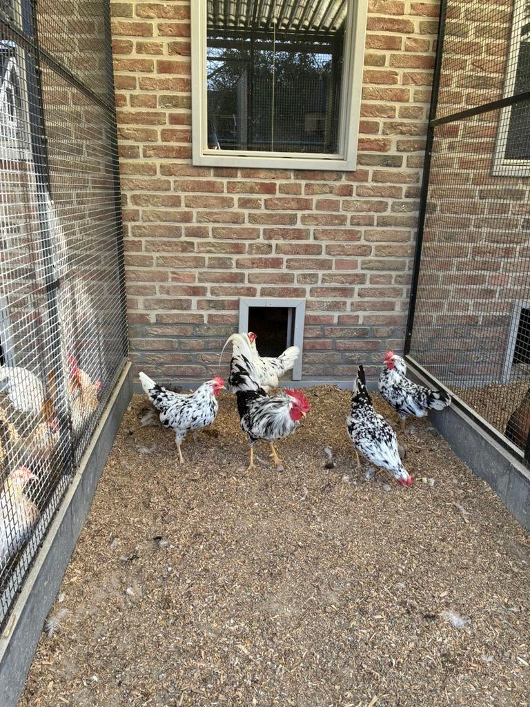 Exchequer leghorn kriel, Dieren en Toebehoren, Pluimvee, Meerdere dieren, Kip